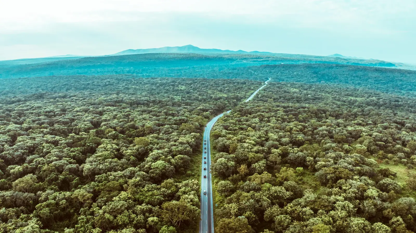 Misty Bwindi forest
