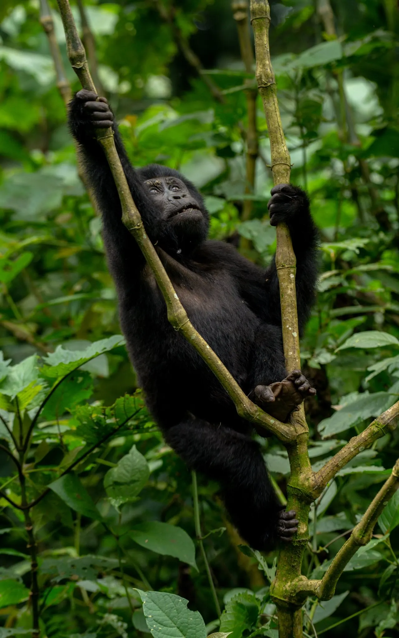 The dense canopy of Bwindi Impenetrable Forest