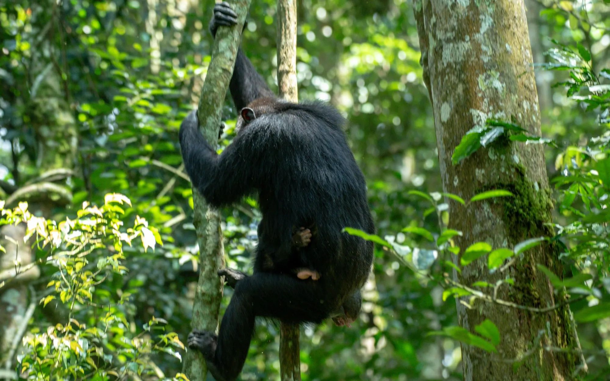 Wild chimpanzee climbing in Kibale Forest