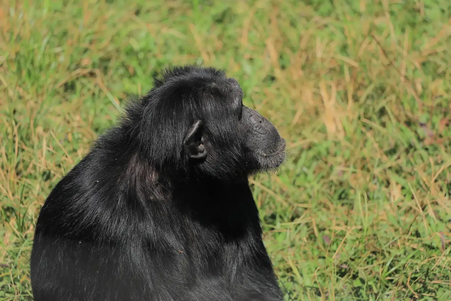 Primate Kingdom
