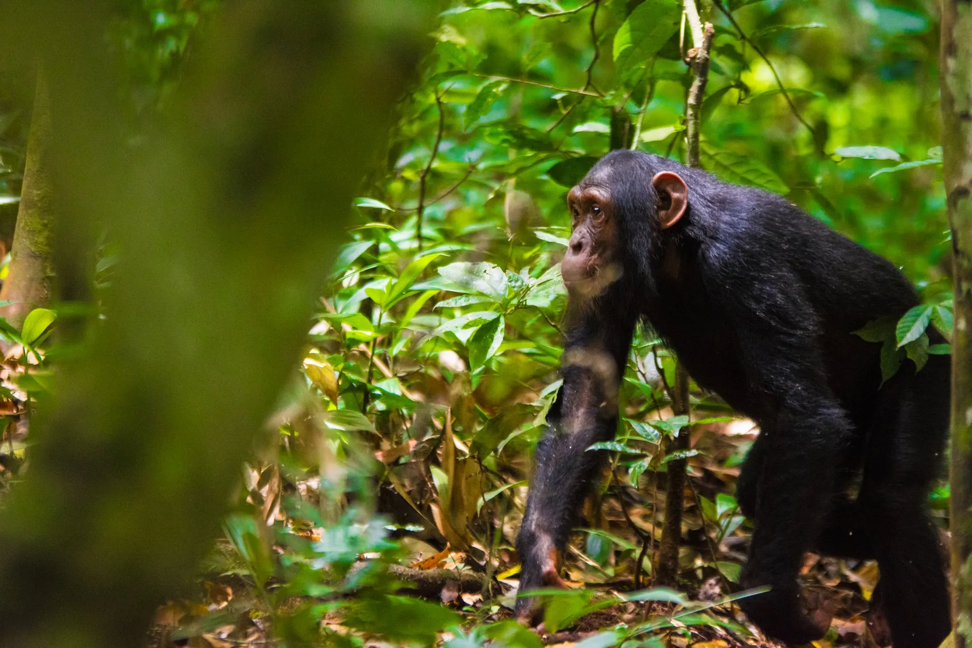 Chimpanzee Tracking