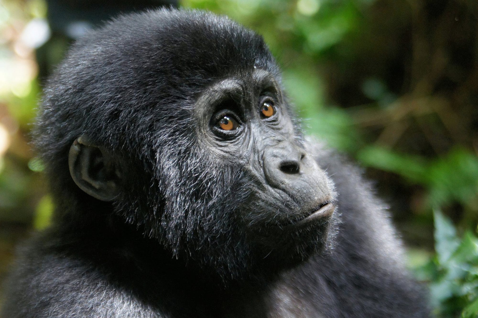 Bwindi Nkuringo sector