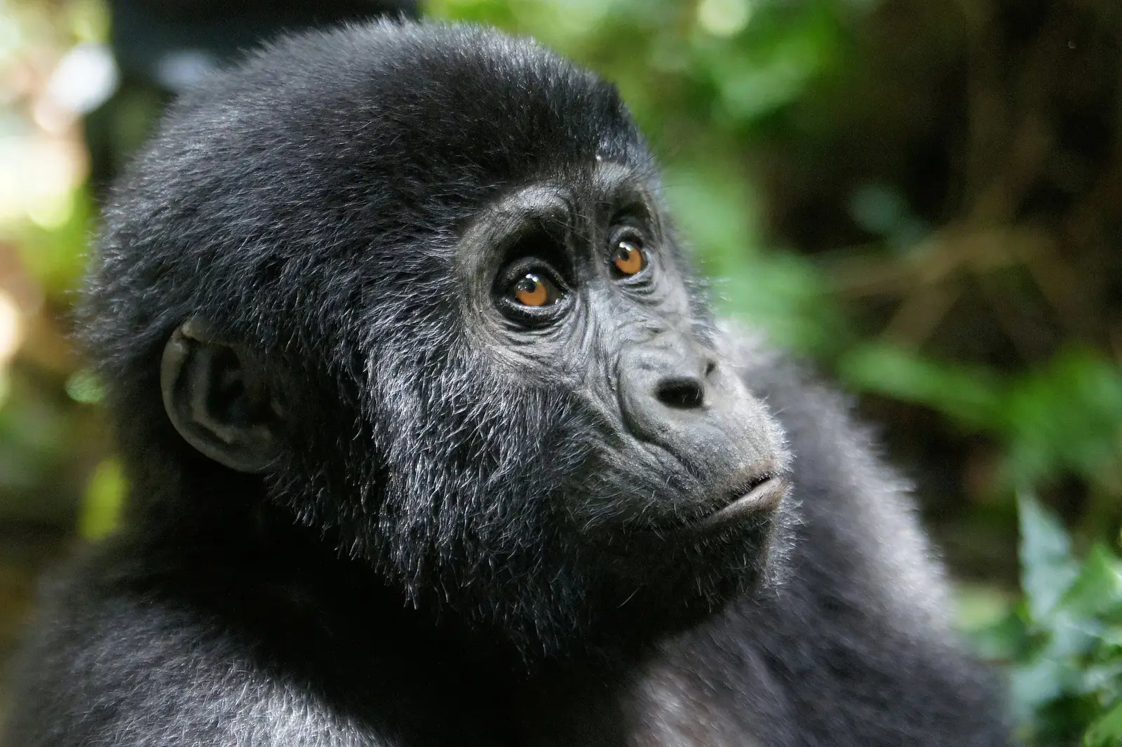 Mgahinga Gorilla National Park