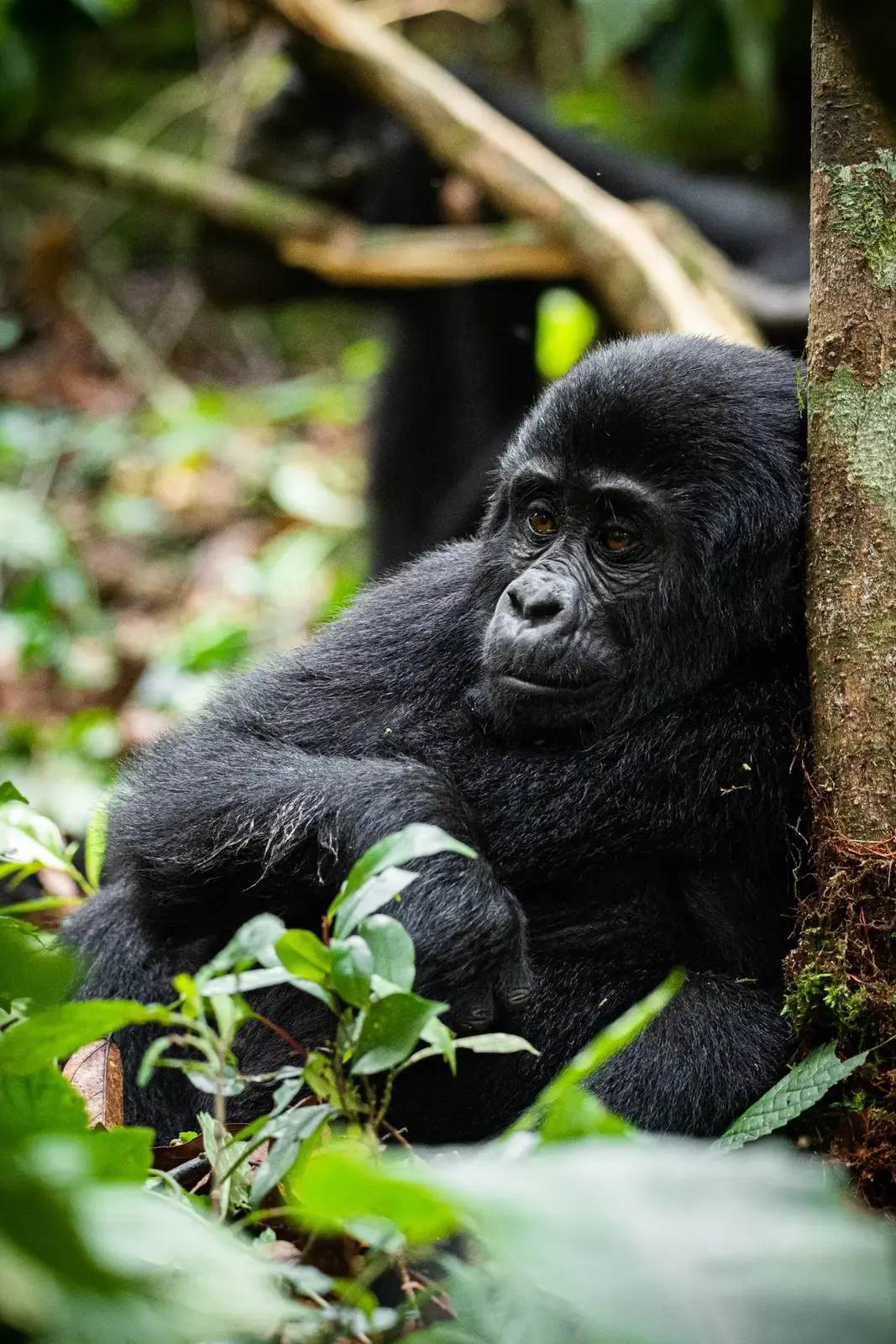 Ruhija sector of Bwindi