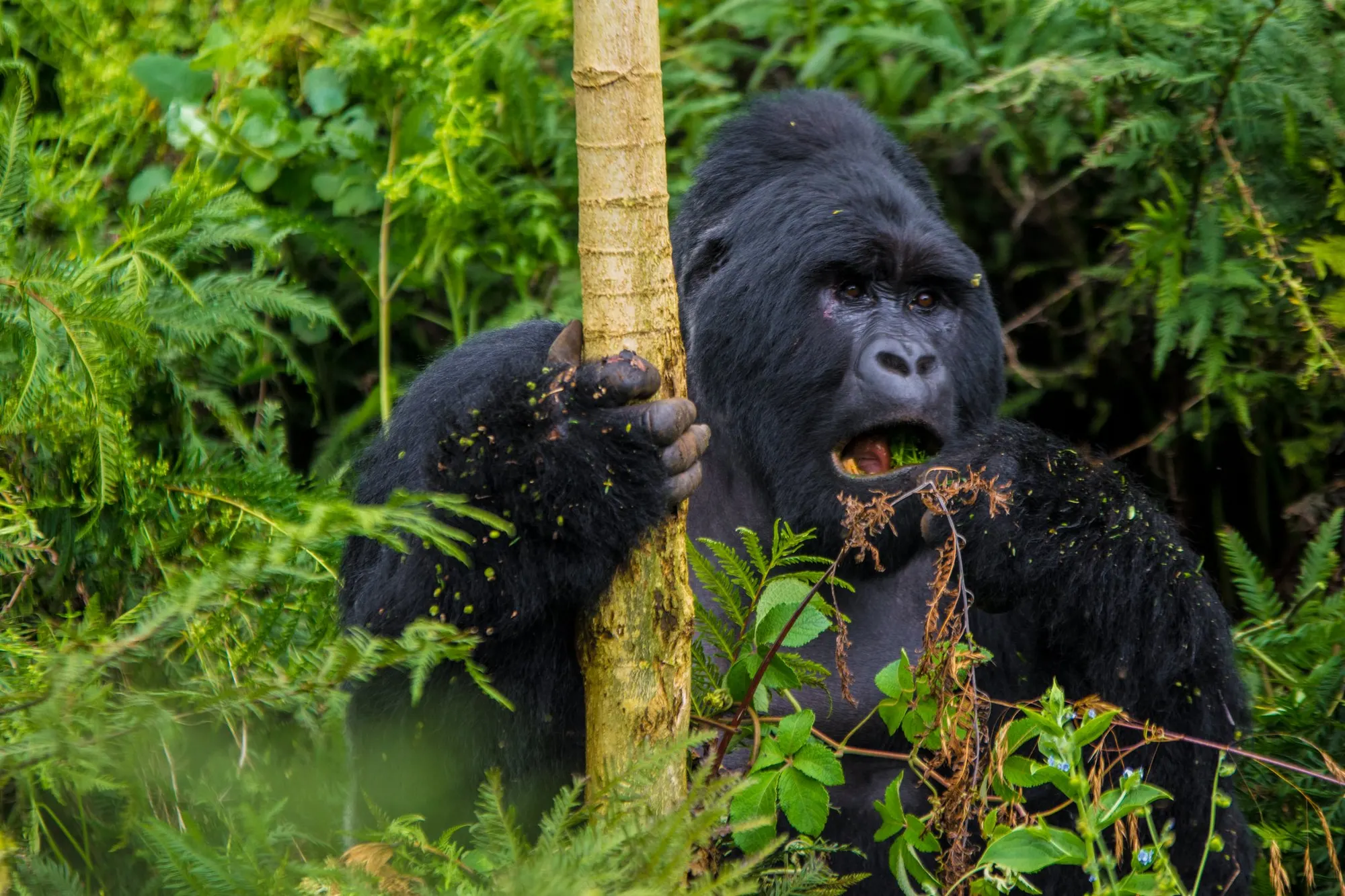 Nkuringo sector of Bwindi