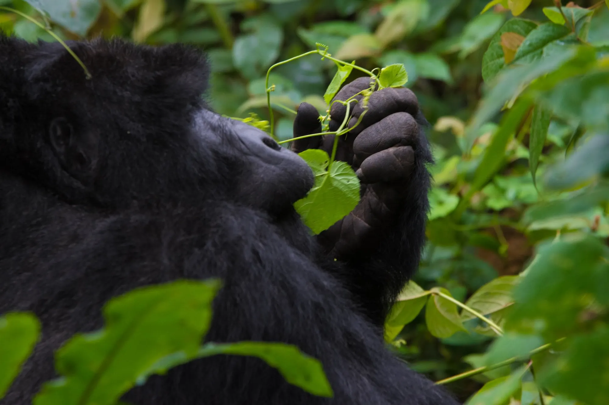 Trekking in Uganda
