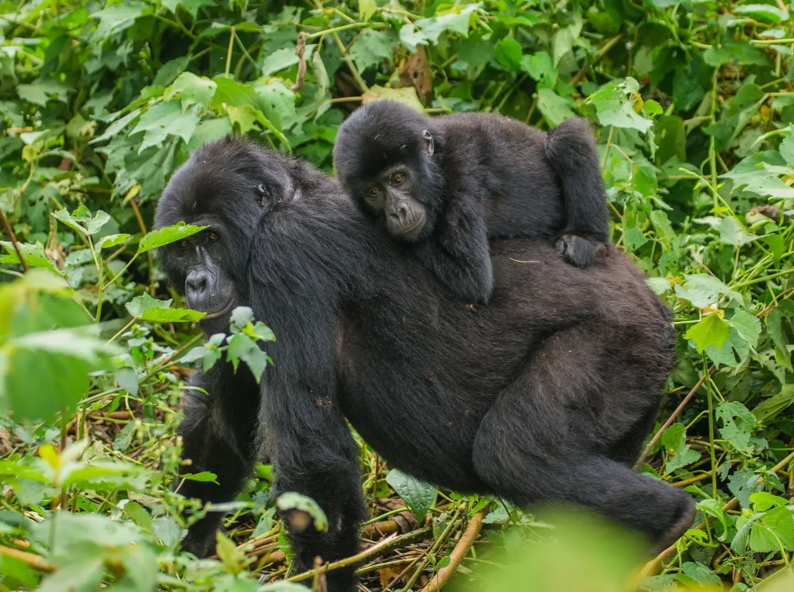 A mountain gorilla resting in the dense foliage of Rushaga