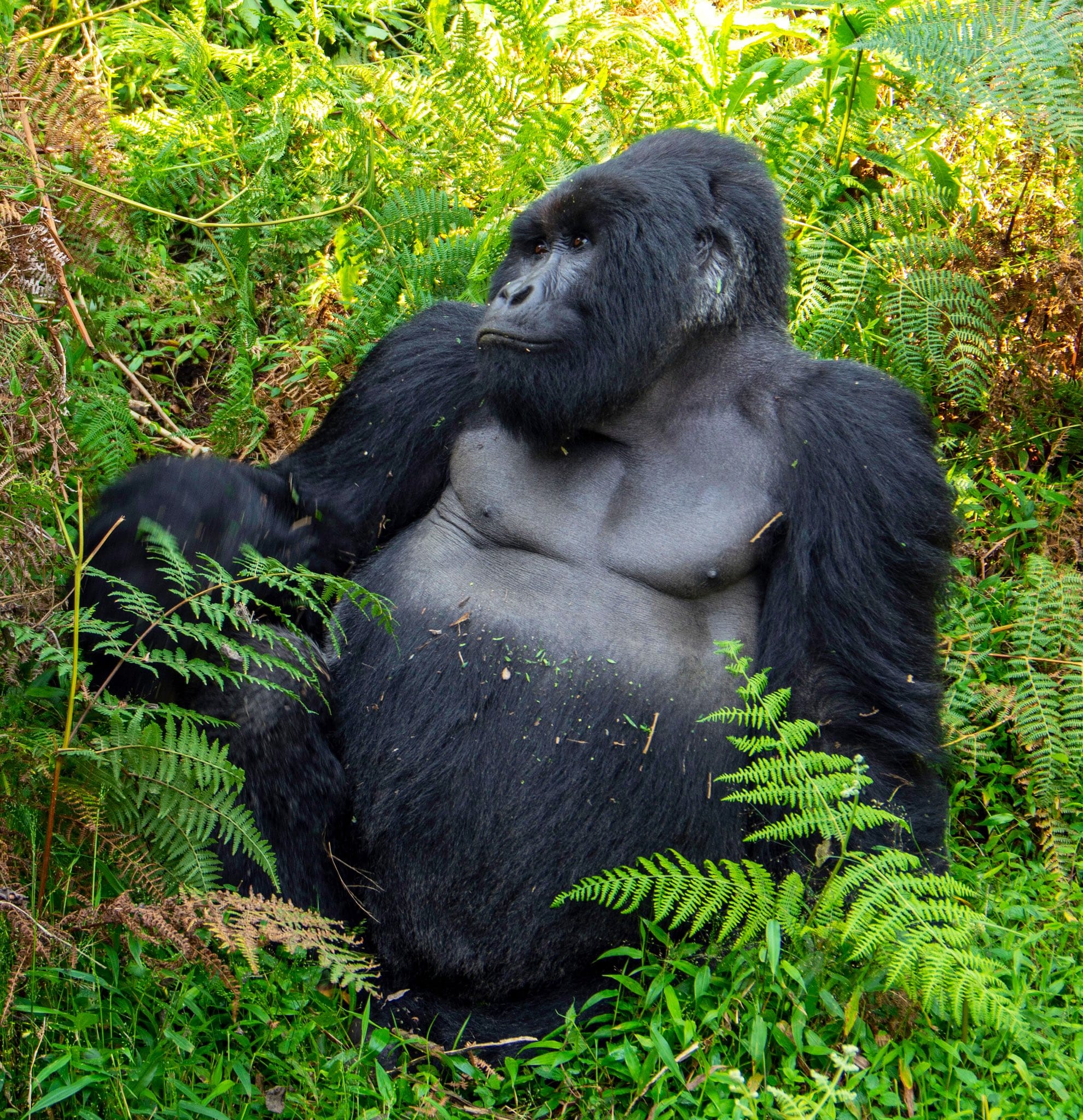 Mountain gorilla in Bwindi Impenetrable Forest