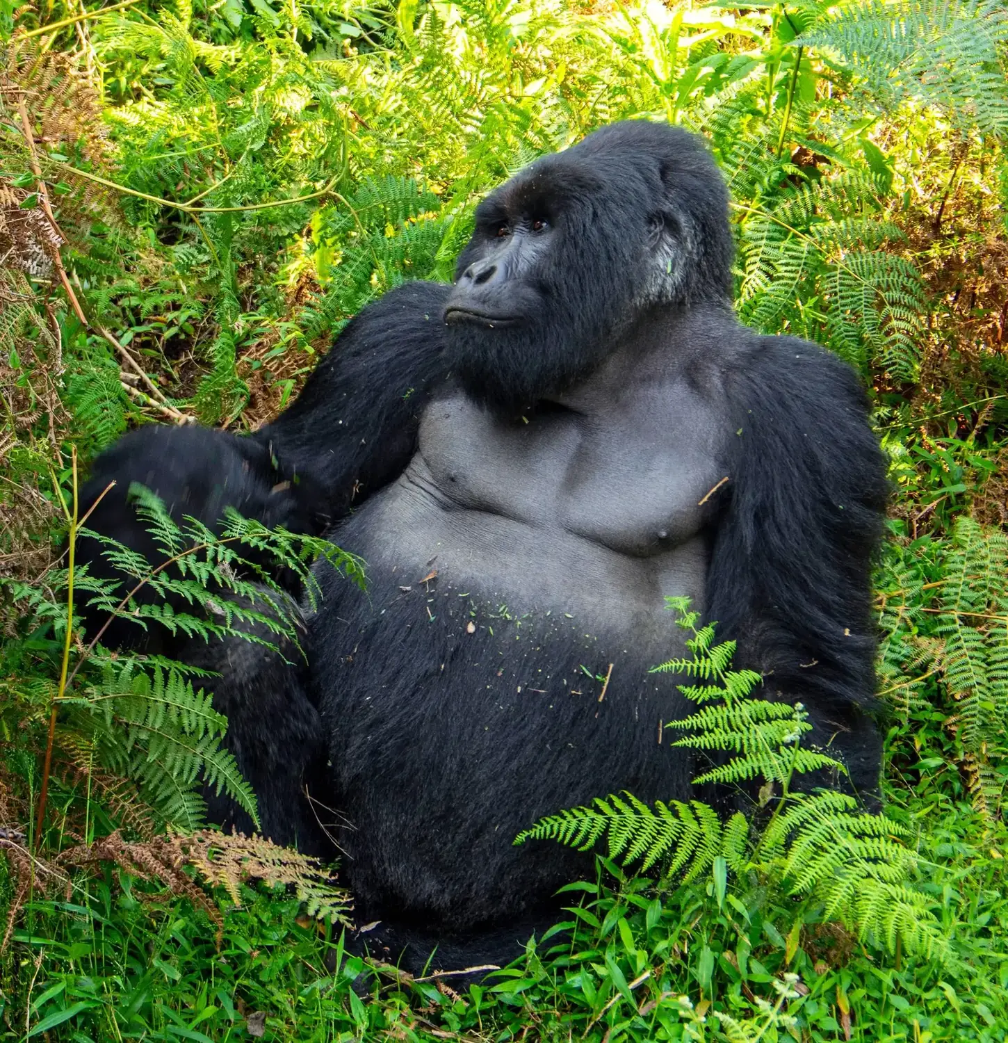 The Bwindi Encounter