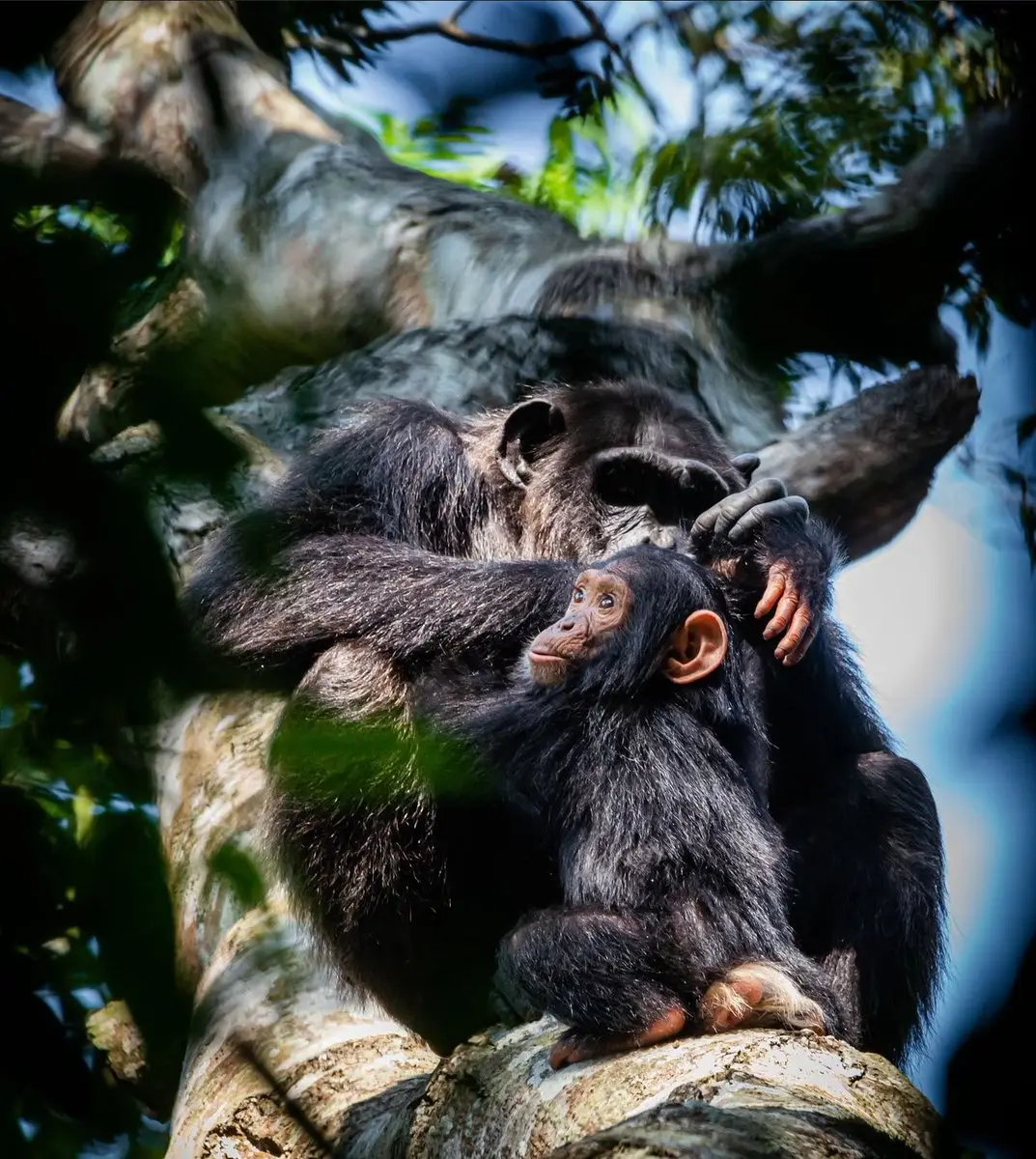 Adult chimpanzee and young chimpanzee resting together on a branch