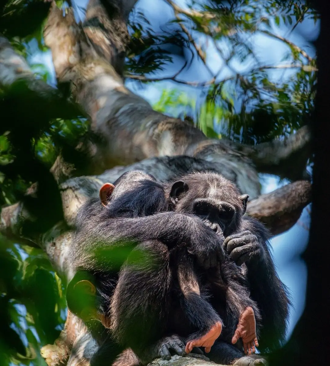 Two chimpanzees resting together high in a tree