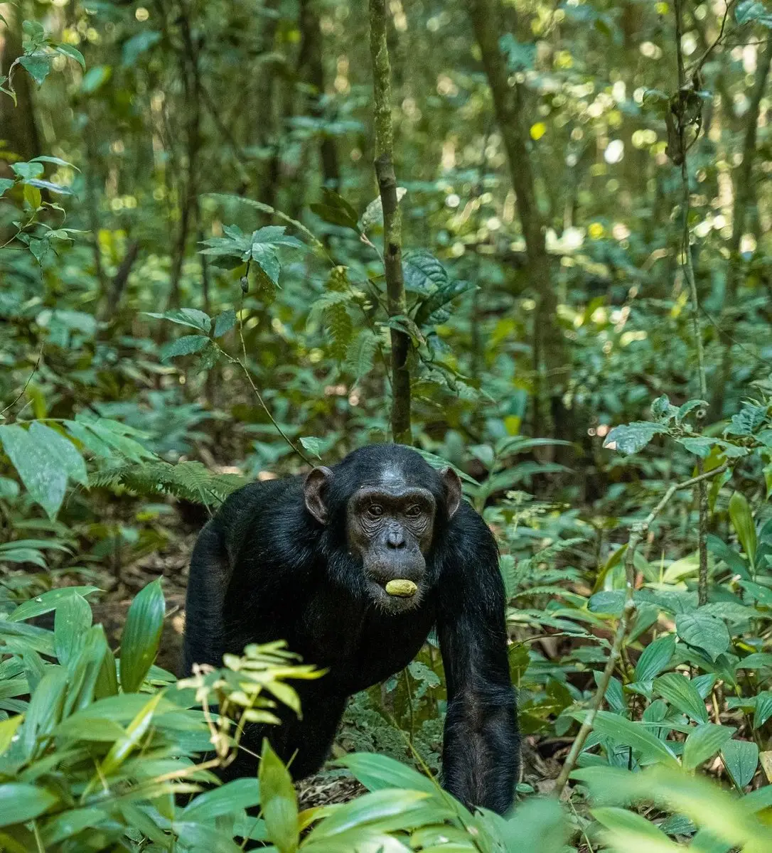 Chimpanzee standing among green forest undergrowth