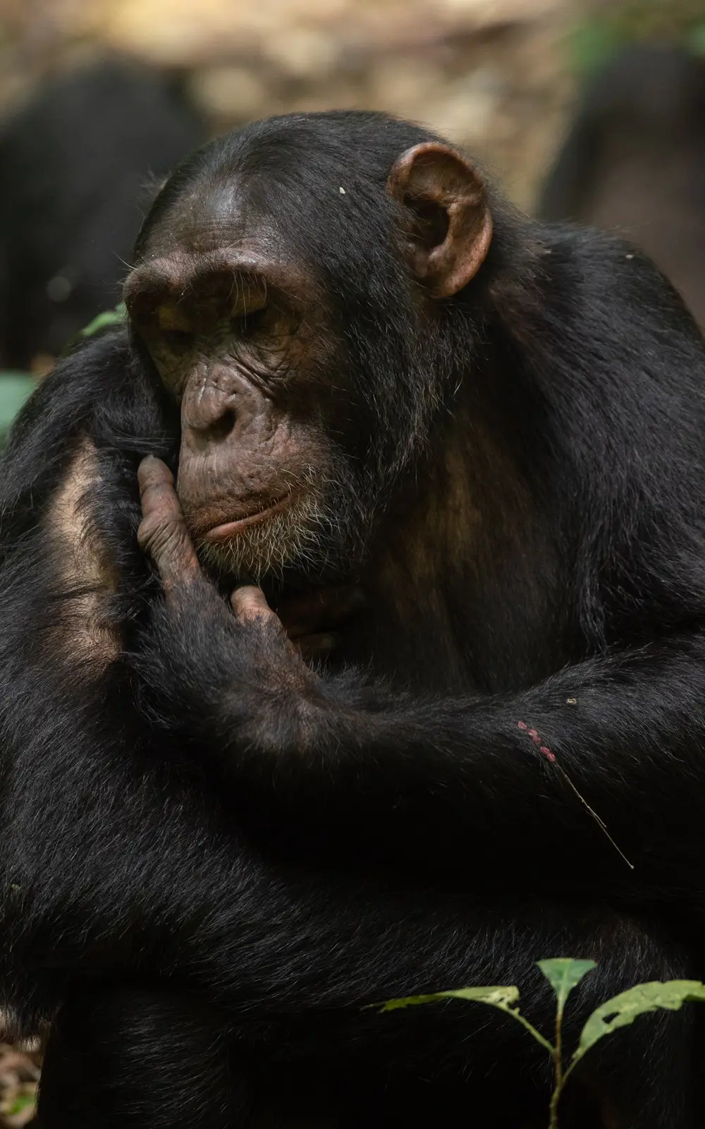 Chimpanzee sitting quietly with a hand near its face