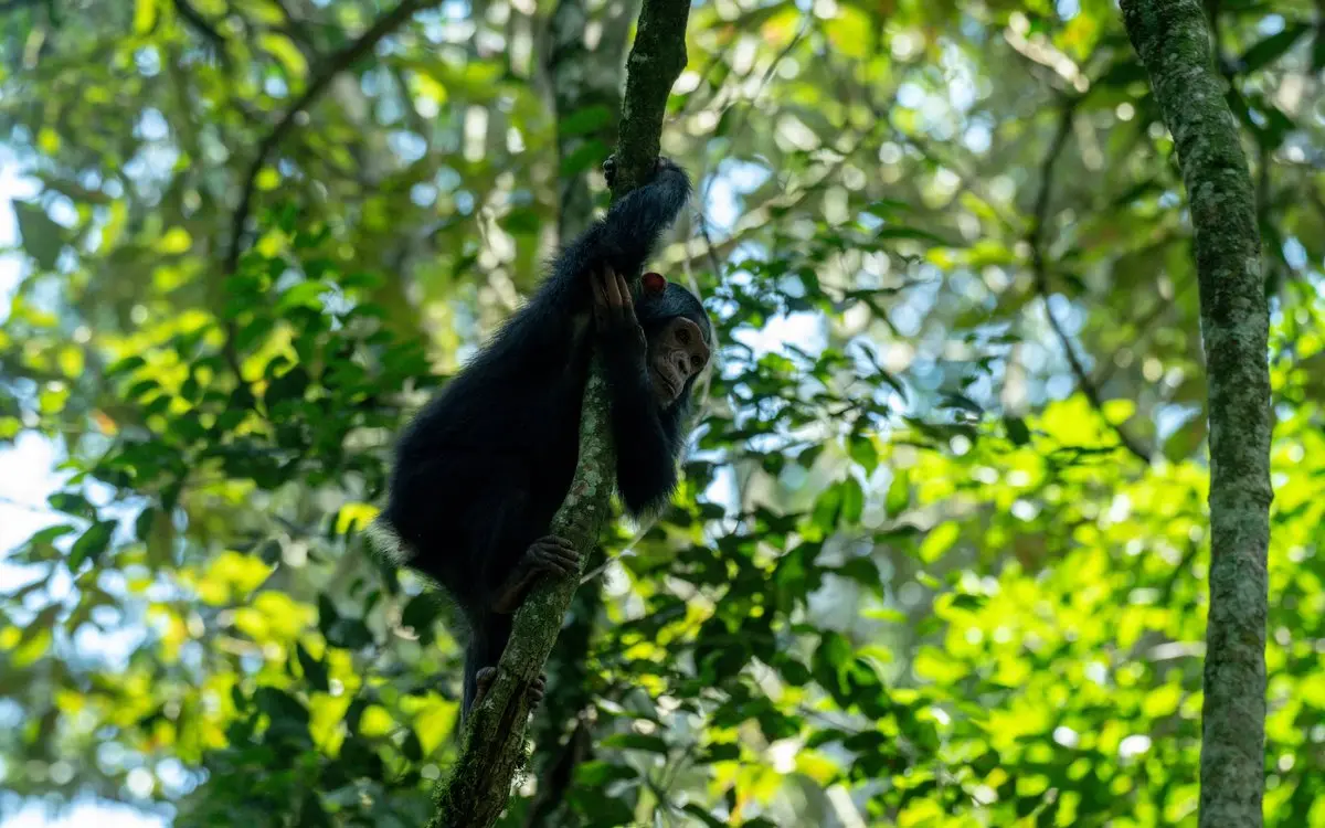 Chimpanzee moving between branches in a sunlit forest