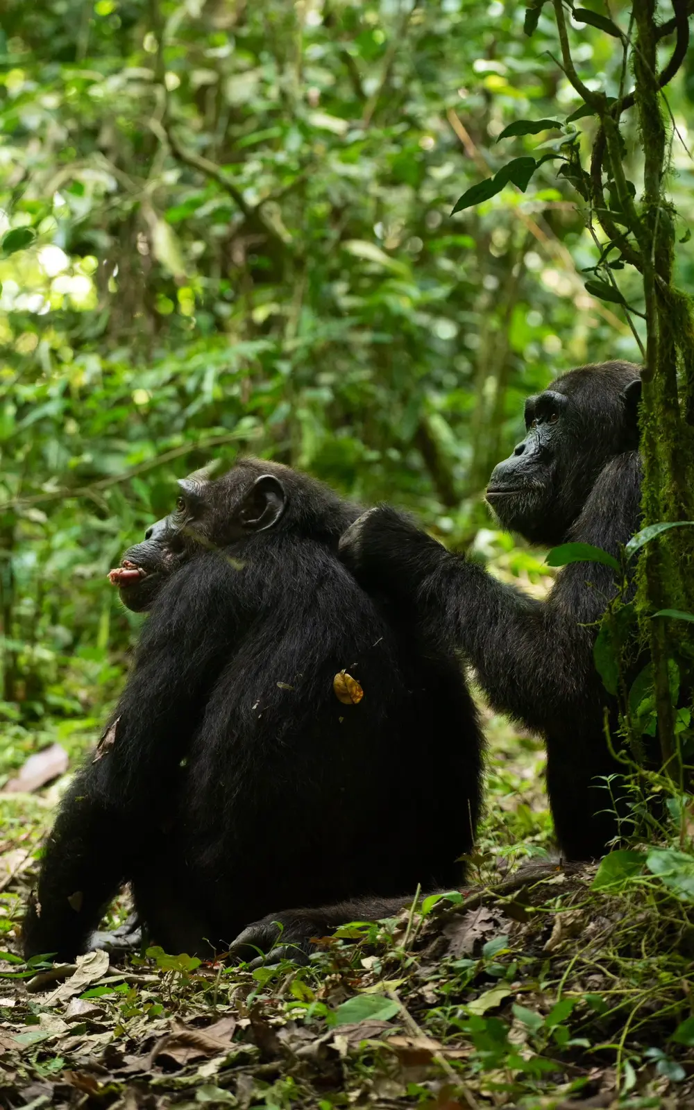 Chimpanzees moving through forest undergrowth