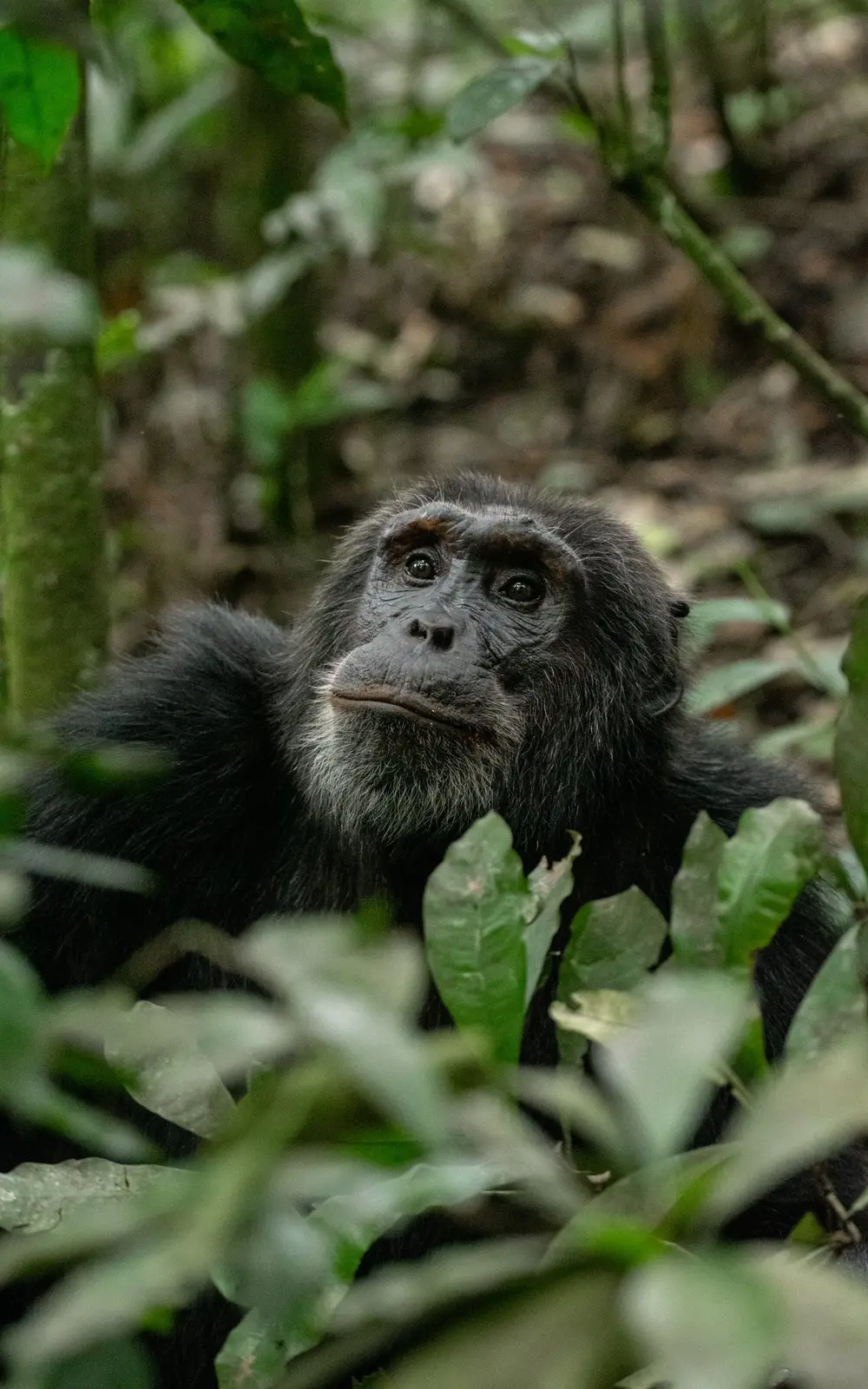 Young chimpanzee looking out from forest vegetation