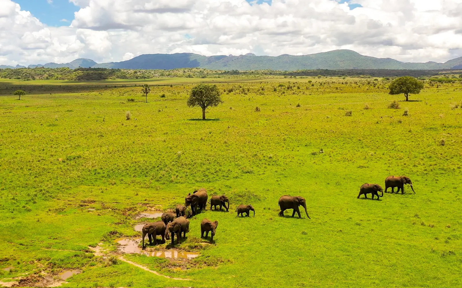 Elephants crossing green grassland with hills in the distance