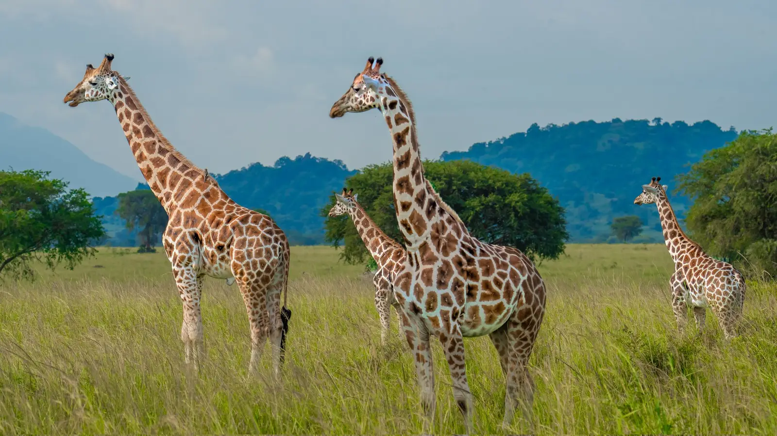 Four giraffes standing in grassland beneath a cloudy sky