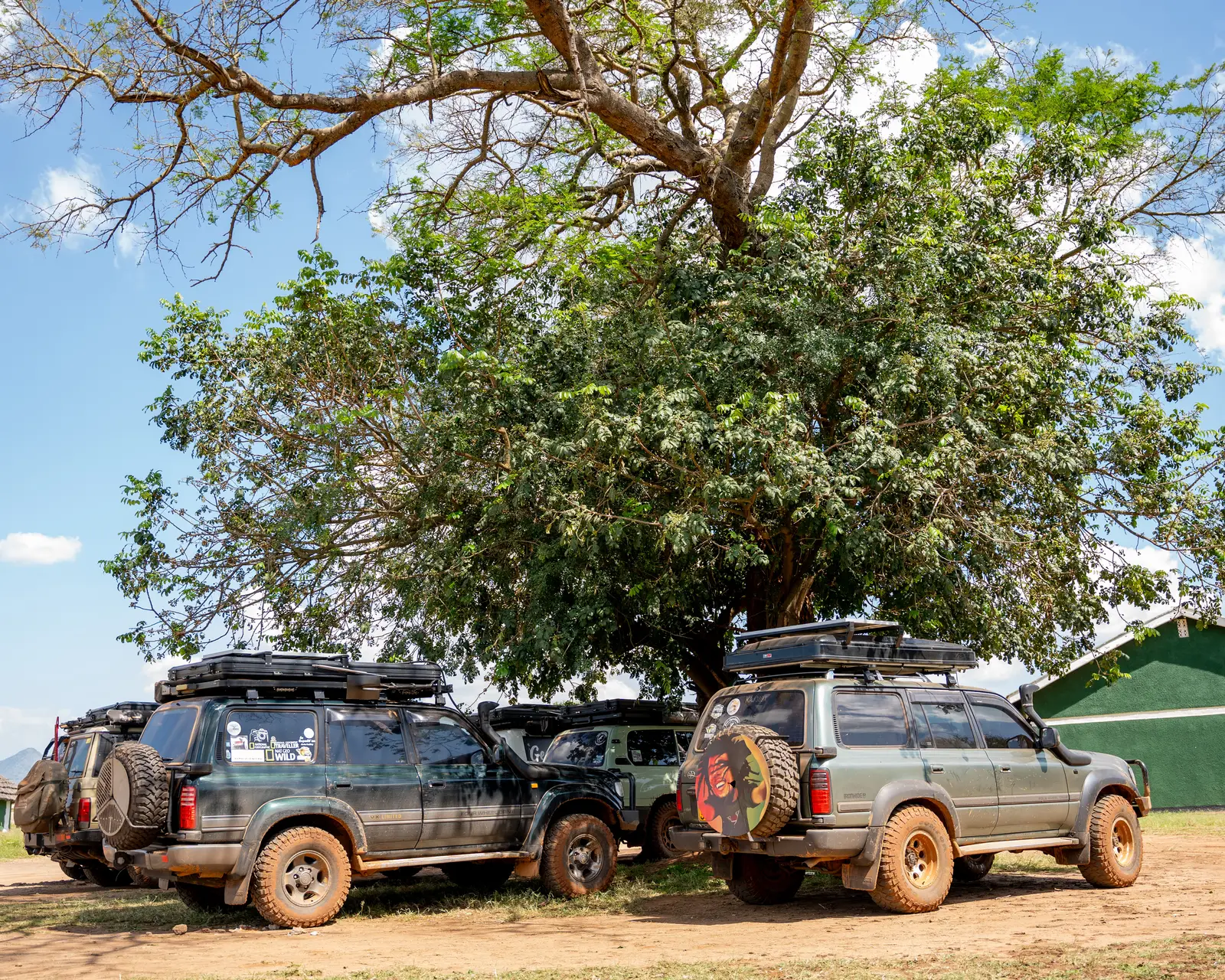 Safari vehicles parked in the shade of a large tree