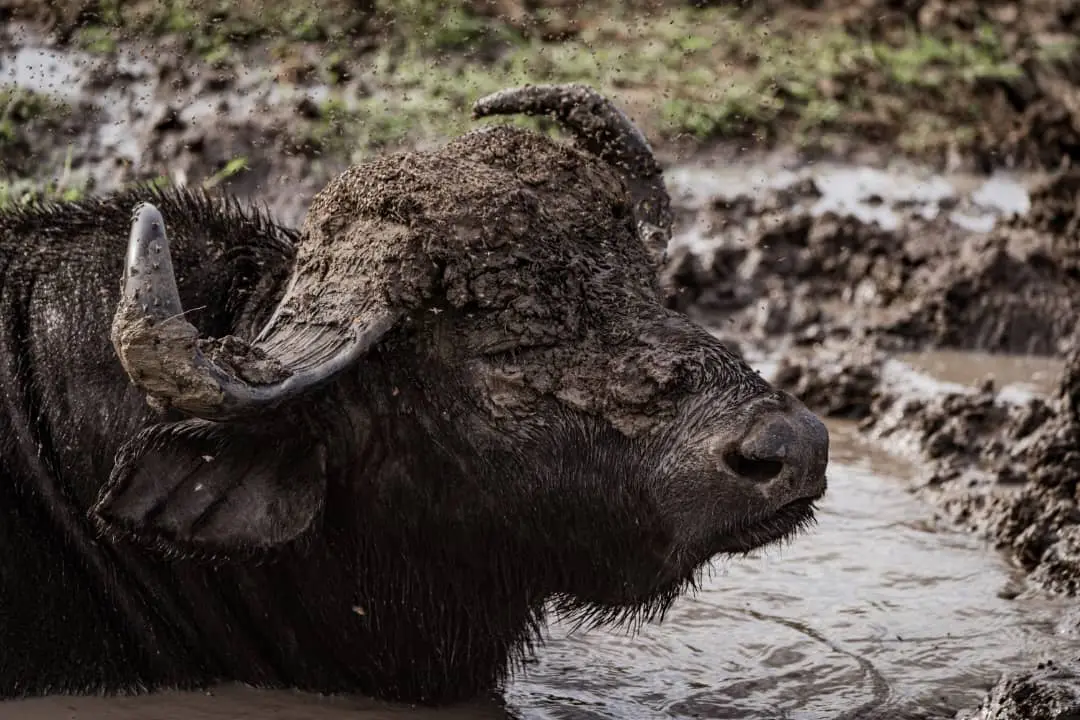 Mud-covered buffalo resting in a shallow muddy pool