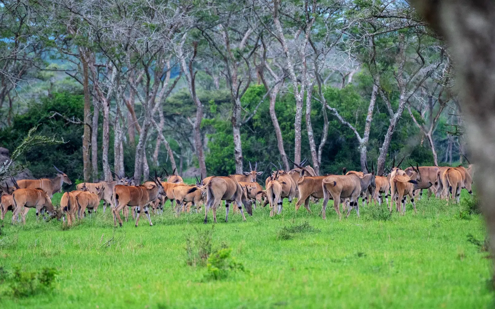 Lake Mburo NP