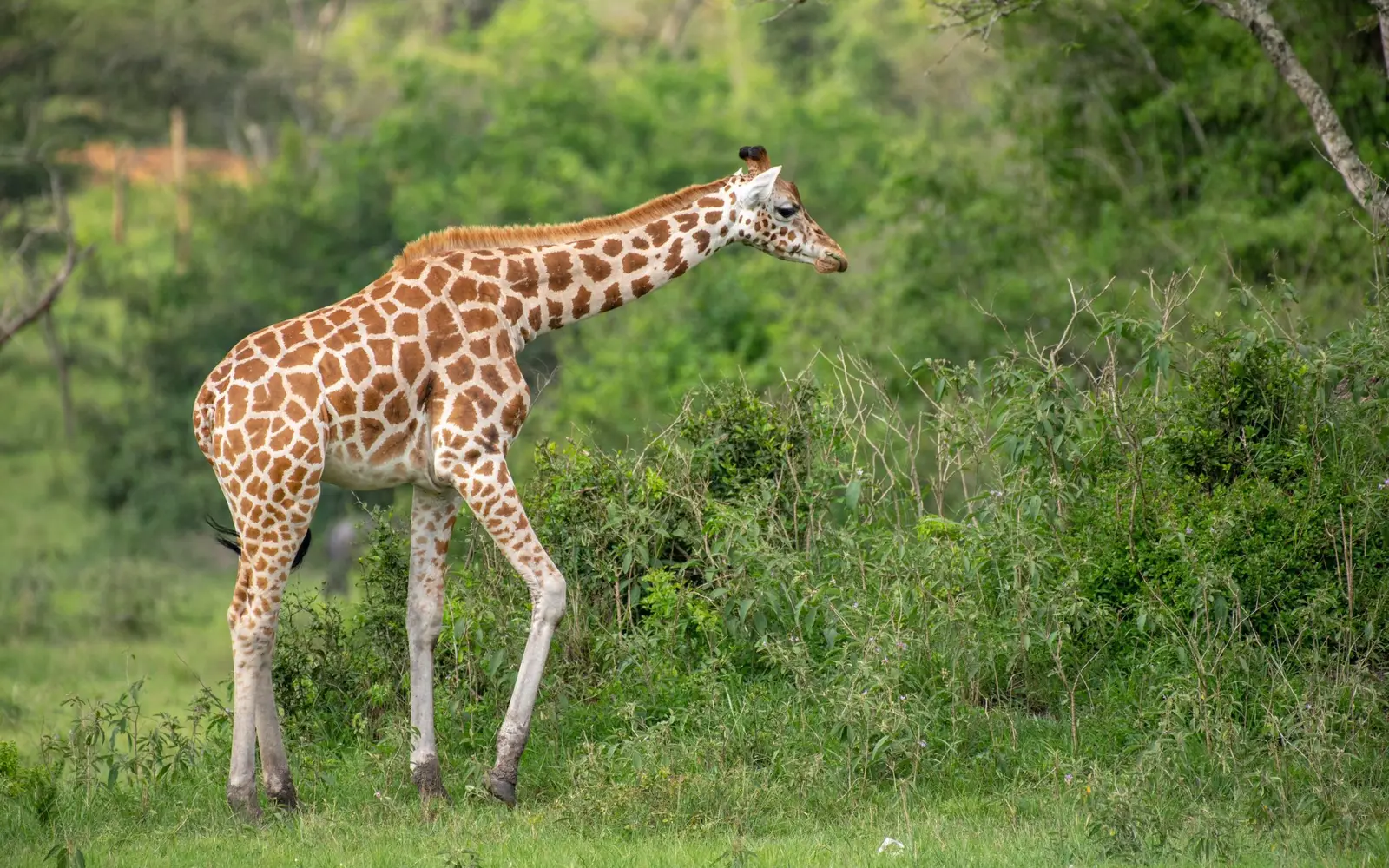 Giraffe walking beside green shrubs and trees