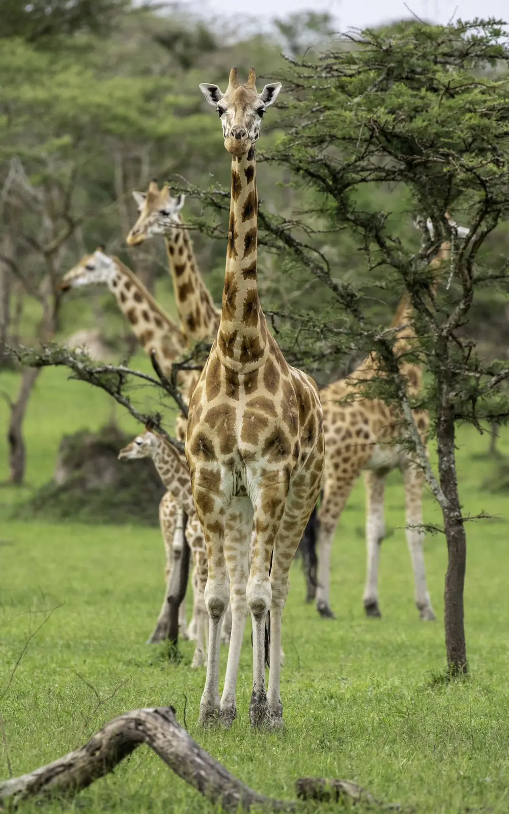Giraffe looking toward the camera with other giraffes among trees behind it
