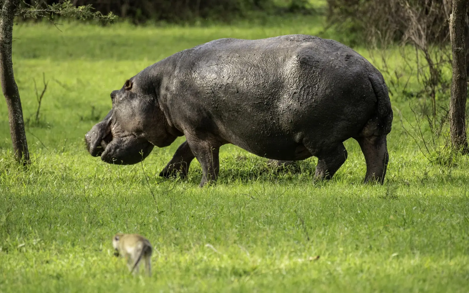 Hippopotamus walking across bright green grass