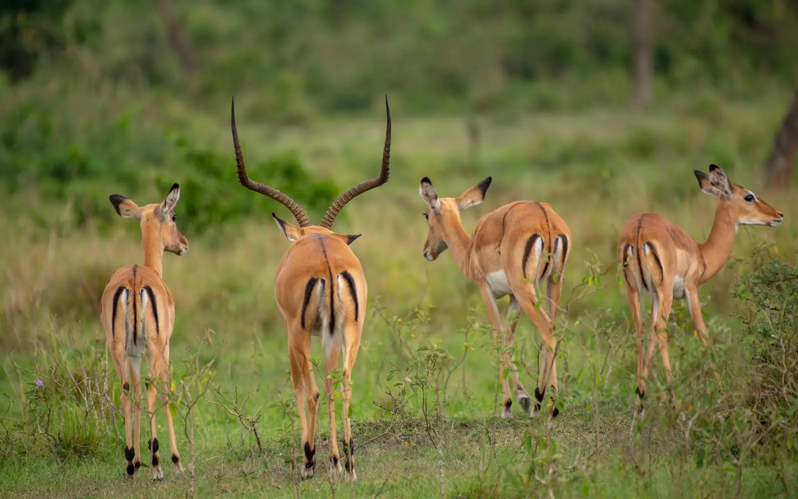 Four impalas standing among low shrubs and grass