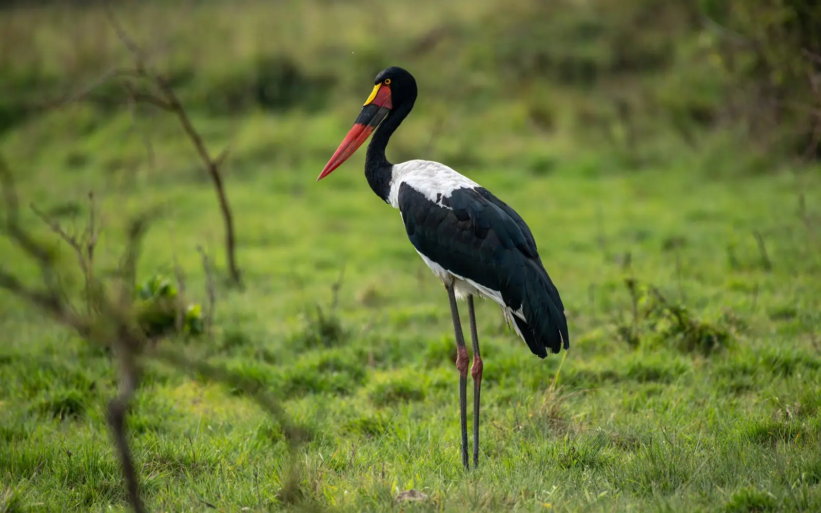 Black and white stork with a long red bill standing in grass