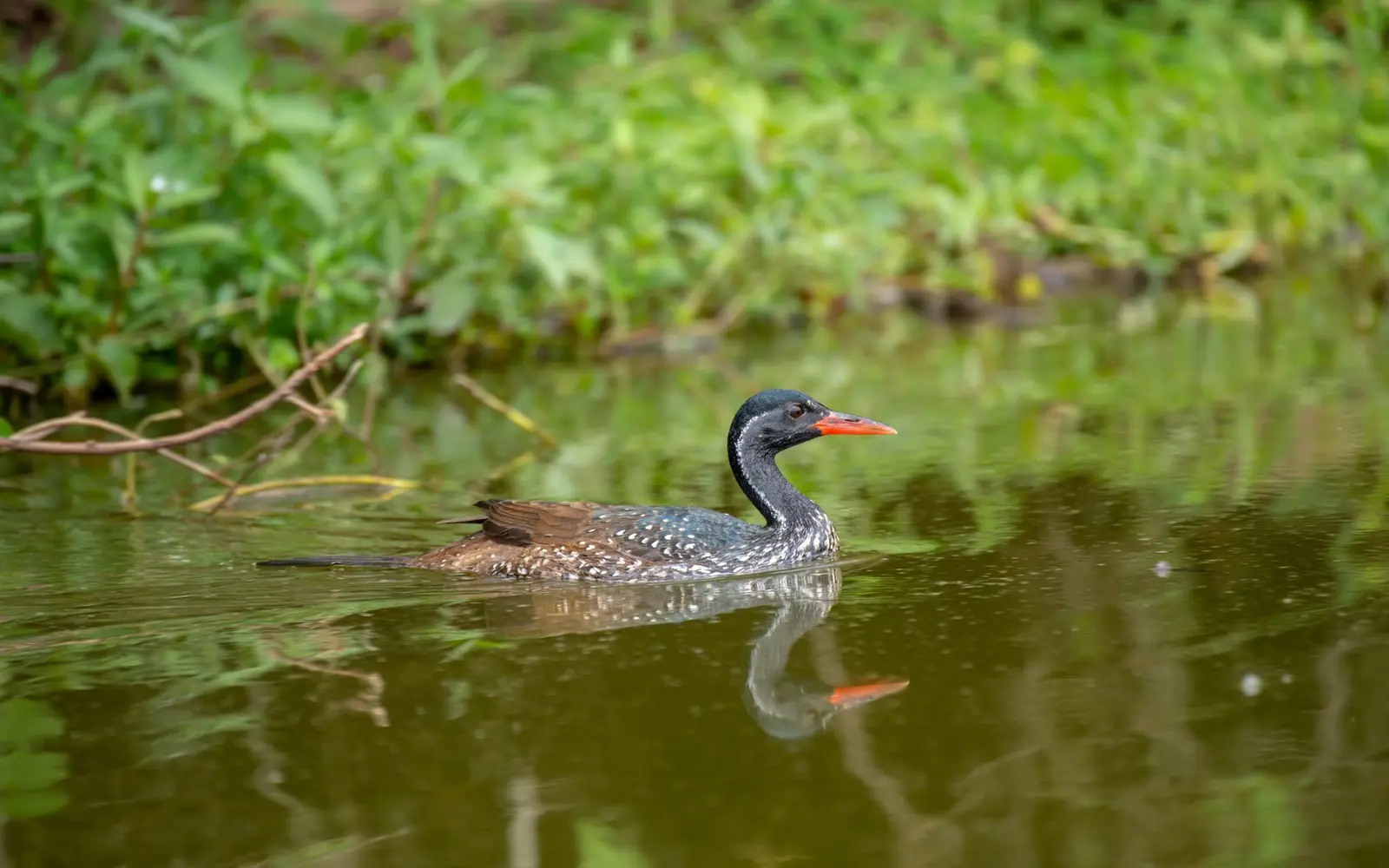 Dark waterbird with a red bill swimming in green water