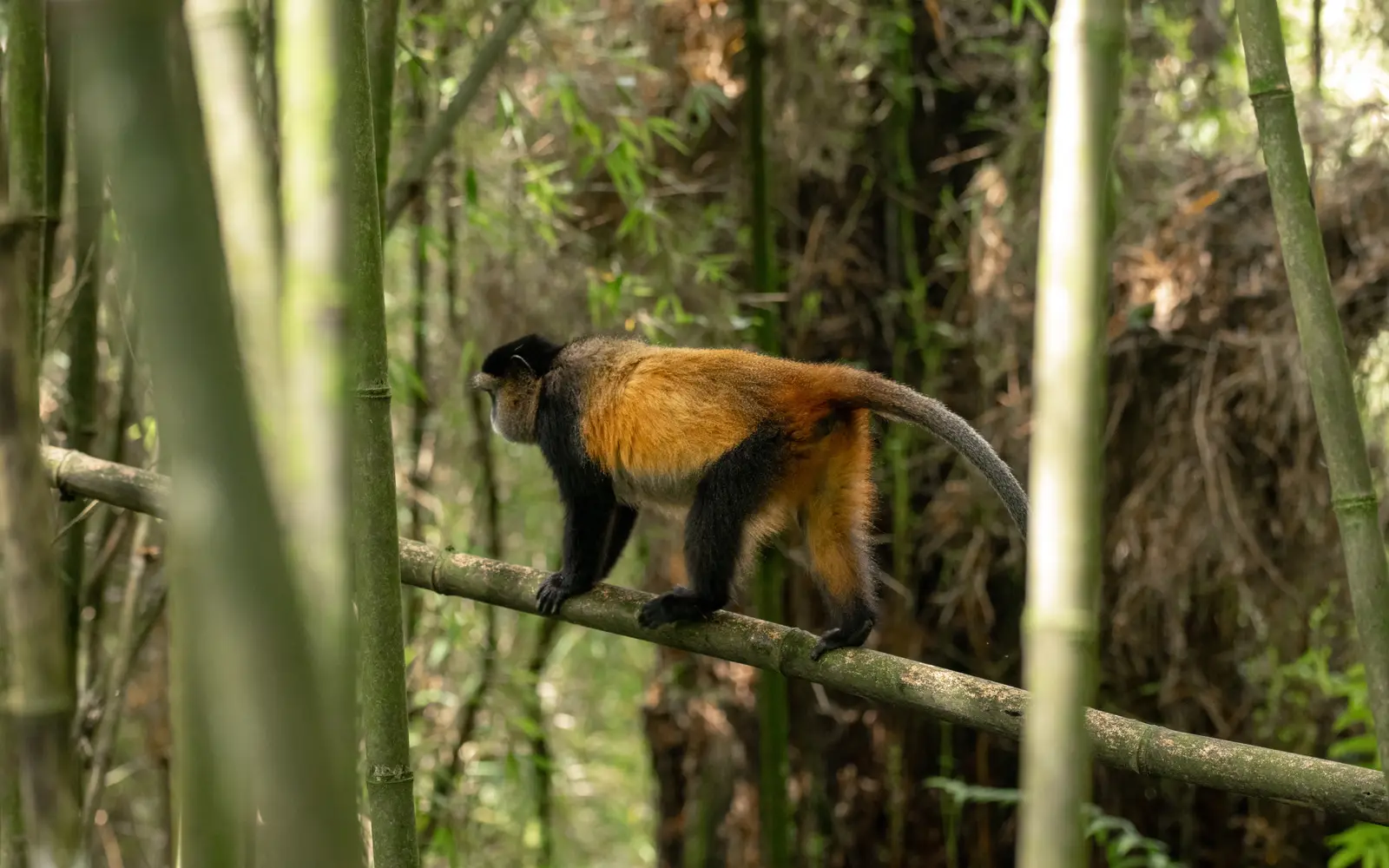 Golden monkey moving through the forest
