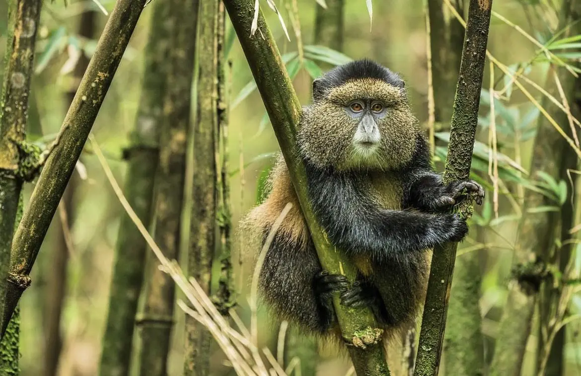 Golden monkey perched among forest branches
