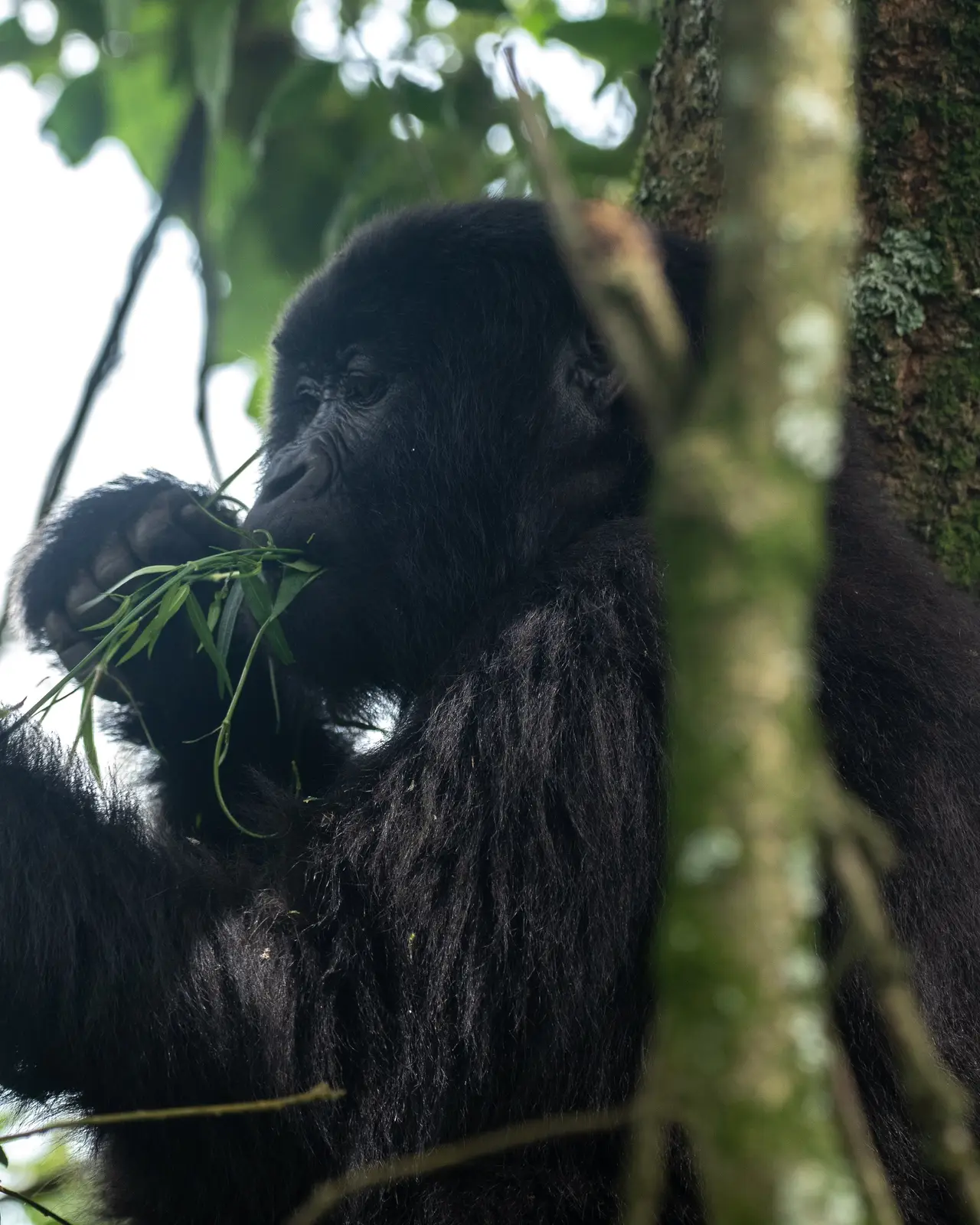 Mountain gorilla beside a tree in the forest