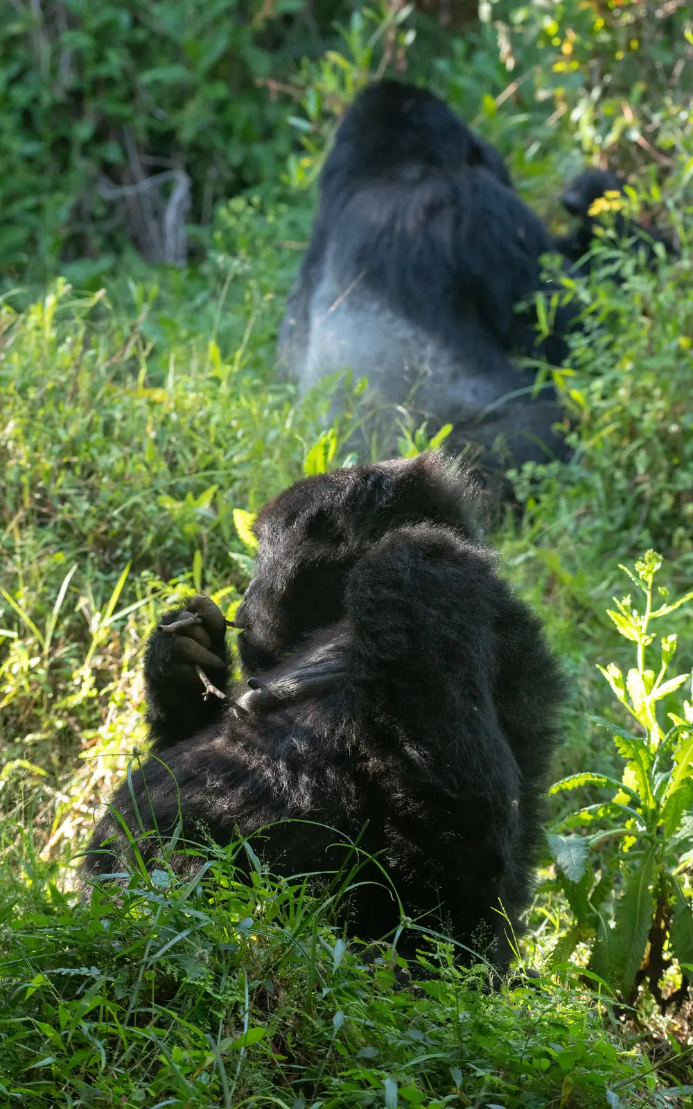Mountain gorillas resting among green vegetation