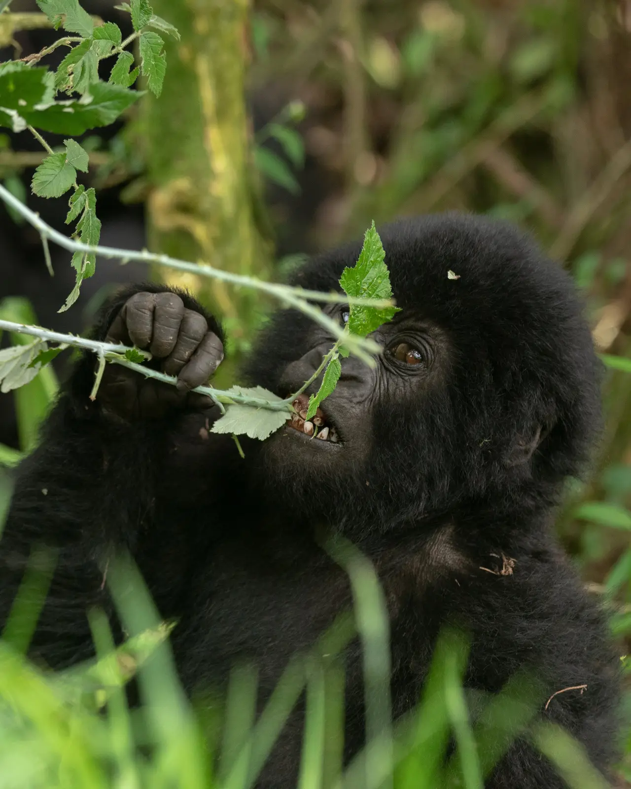 Young mountain gorilla feeding on leaves