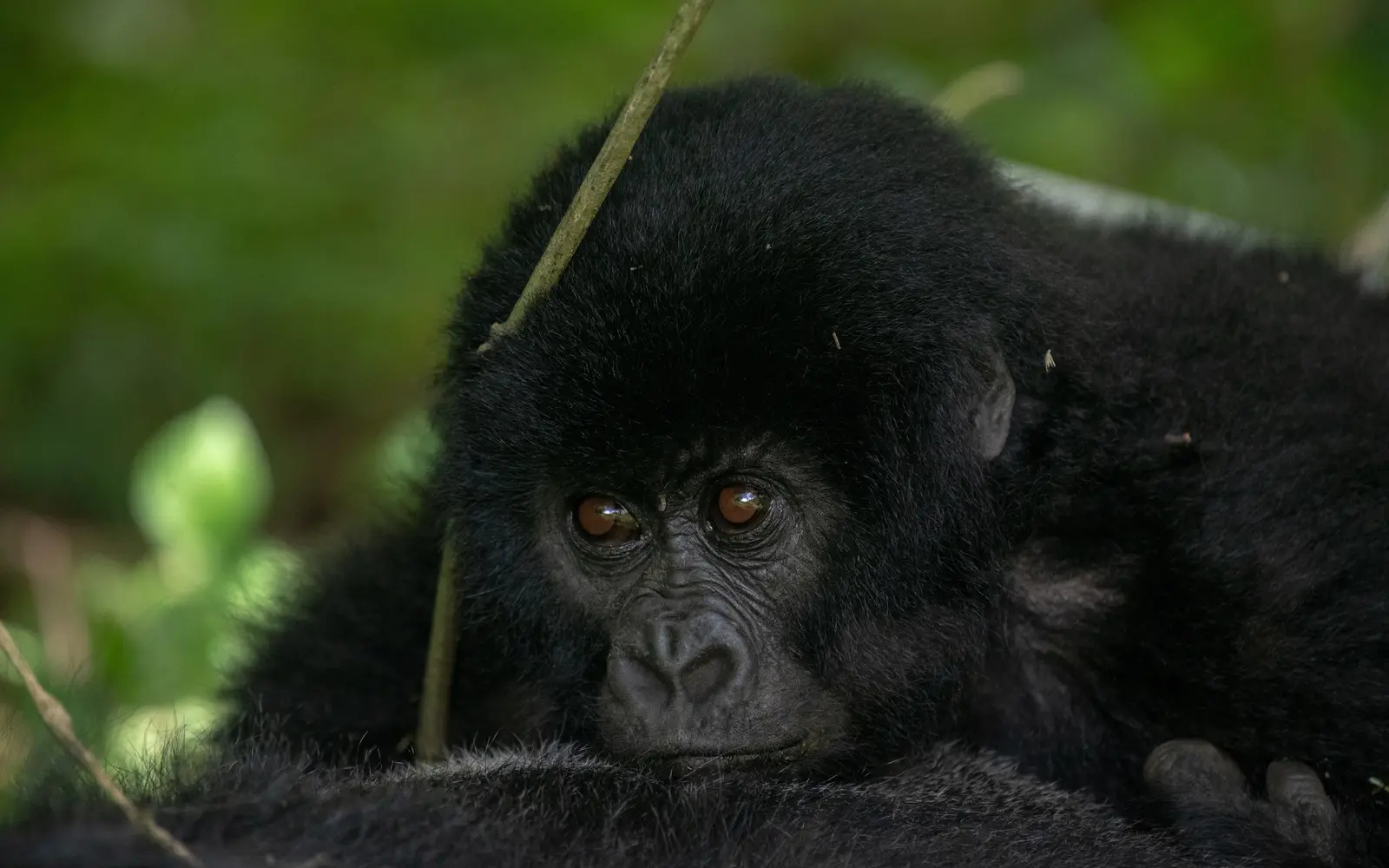 Mountain gorilla resting among forest vegetation