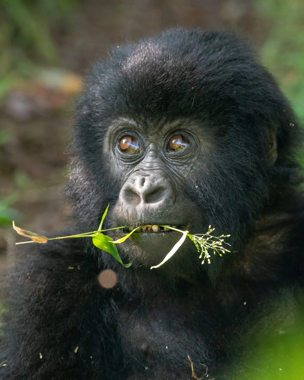 Young mountain gorilla with a blade of grass in its mouth