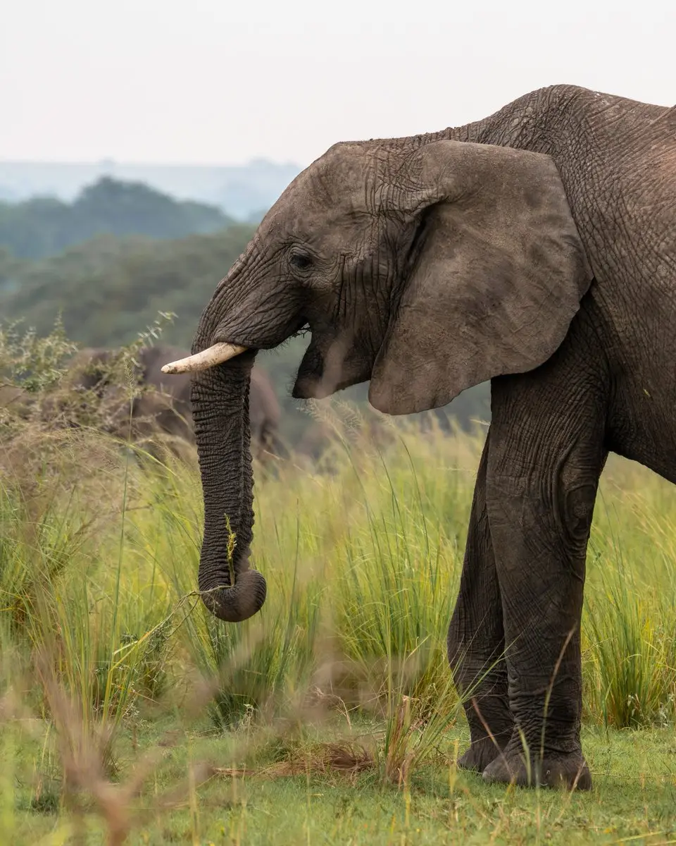 Elephant standing in tall grass