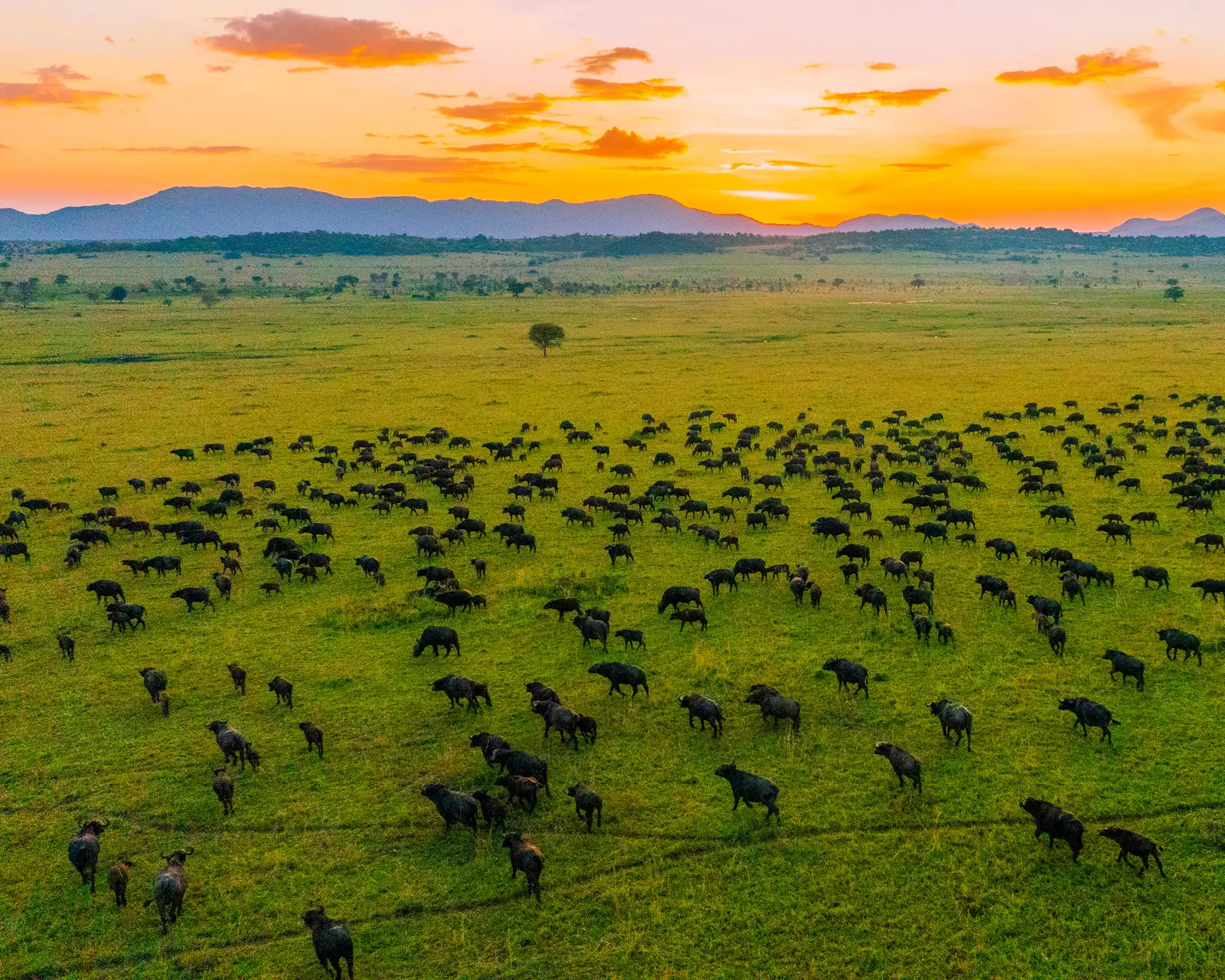 Wildlife scattered across green savannah under an orange evening sky