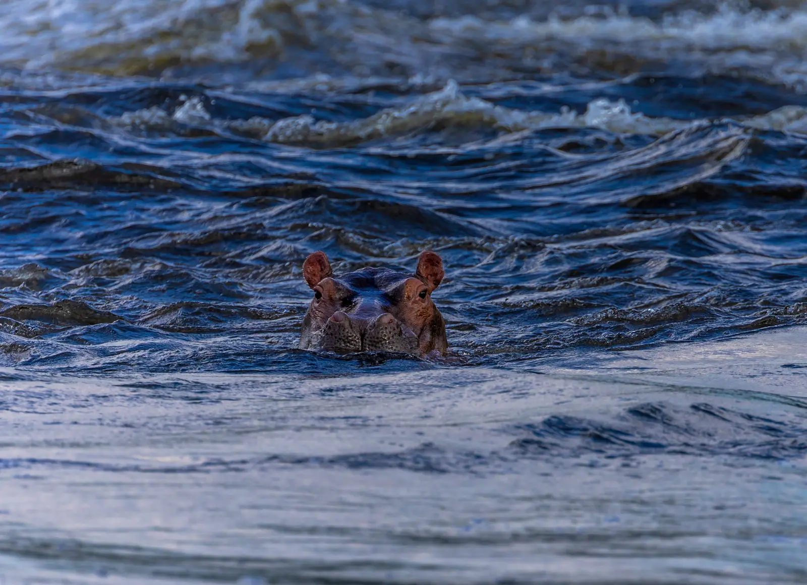 Hippos surfacing in blue river water