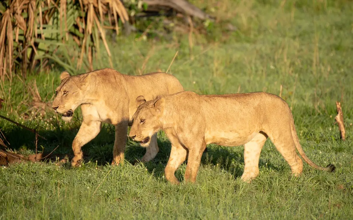 Two lionesses walking together across grassland