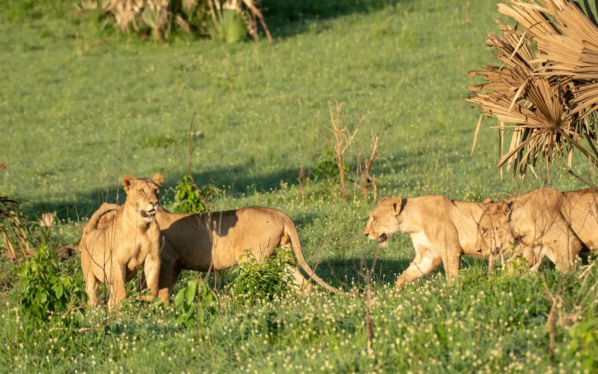 A group of lions standing in sunlit grass