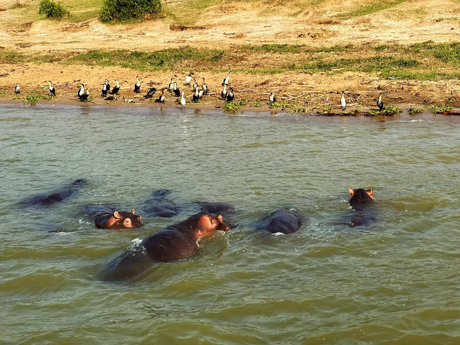 Hippos in the water with waterbirds gathered along the bank