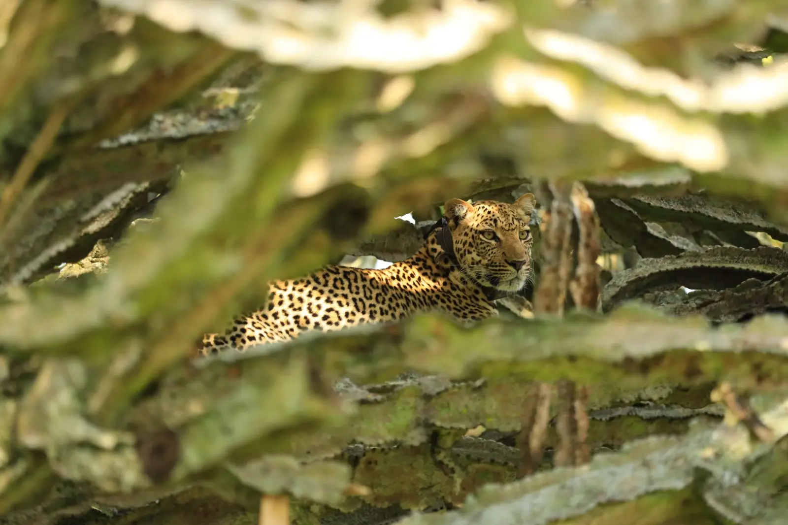 Leopard wearing a tracking collar among tree branches