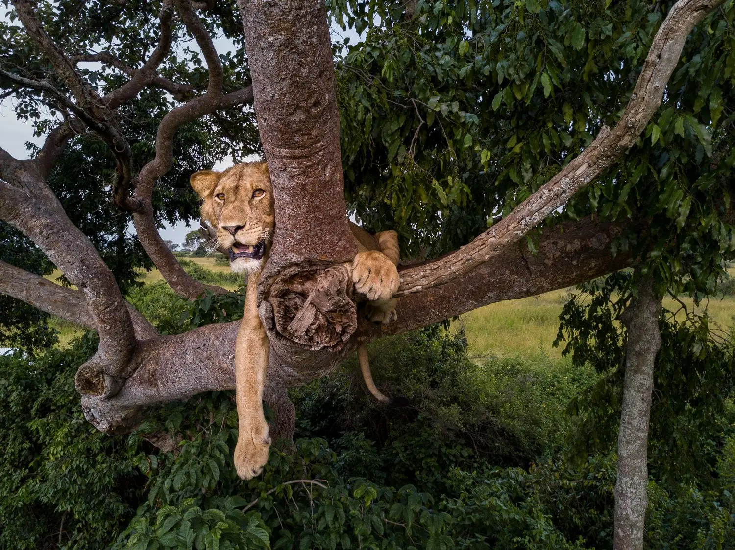 Lion resting among the branches of a tree in Queen Elizabeth National Park