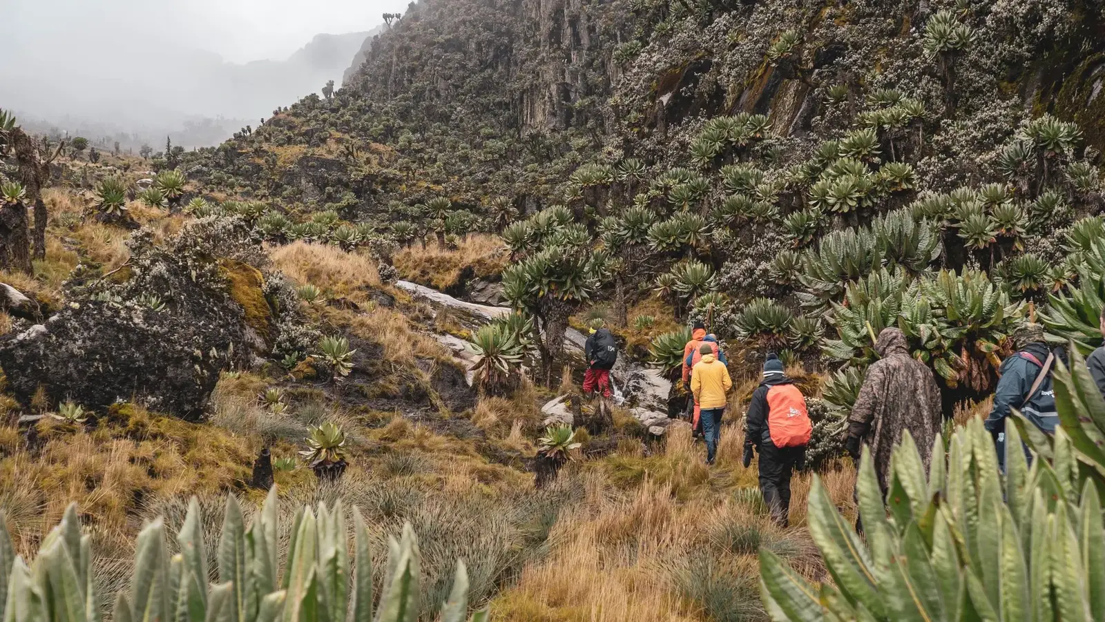 Hikers following a mountain trail among giant plants and rocky slopes