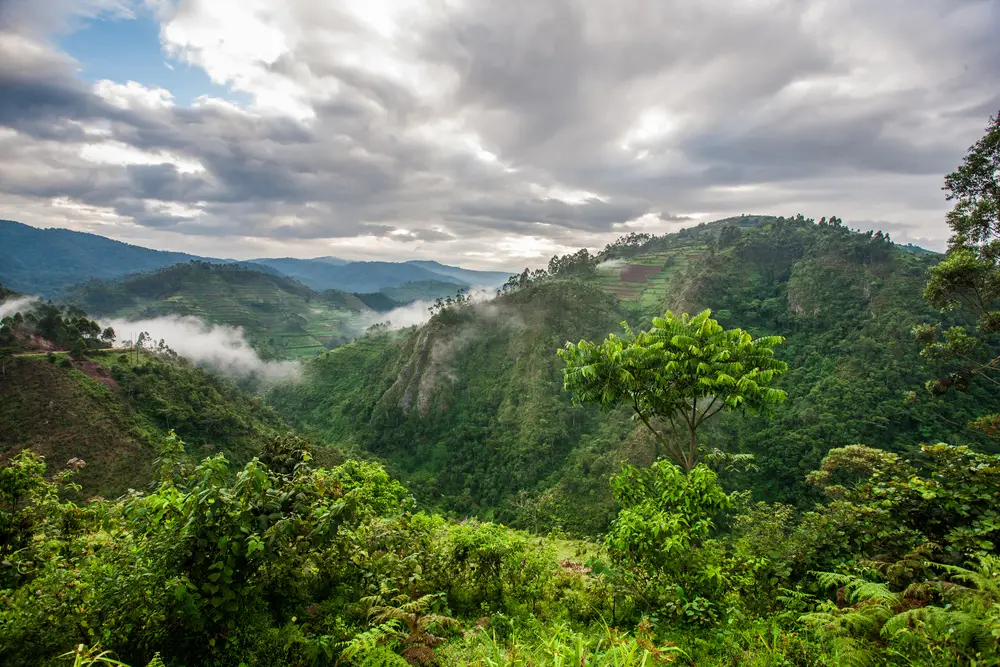 Mist settling over the layered hills of Bwindi Impenetrable Forest above Buhoma