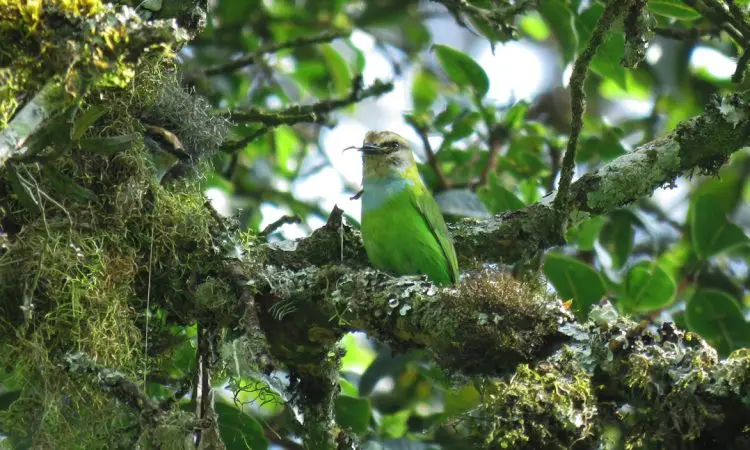 The rare African Green Broadbill perched in the high forest of Ruhija