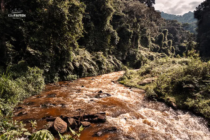 The dense, layered rainforest interior of the Rushaga sector in southern Bwindi